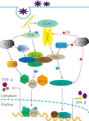 Mechanism of herpesvirus protein kinase UL13 in immune escape and viral replication